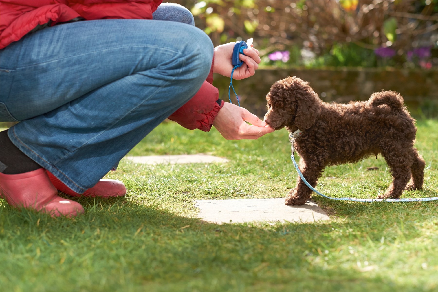 Puppy Training in High Positive Puppy Training