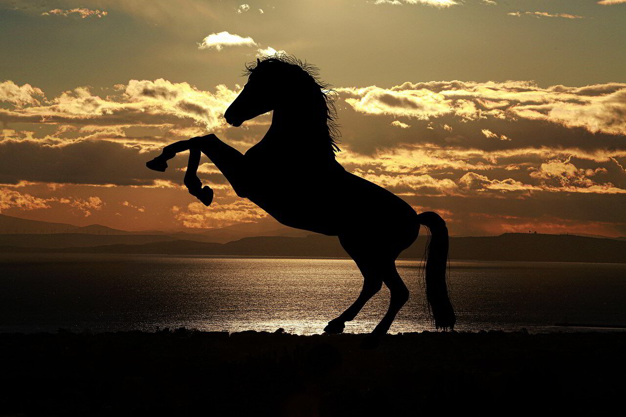 Stallion Video The Stallion Story