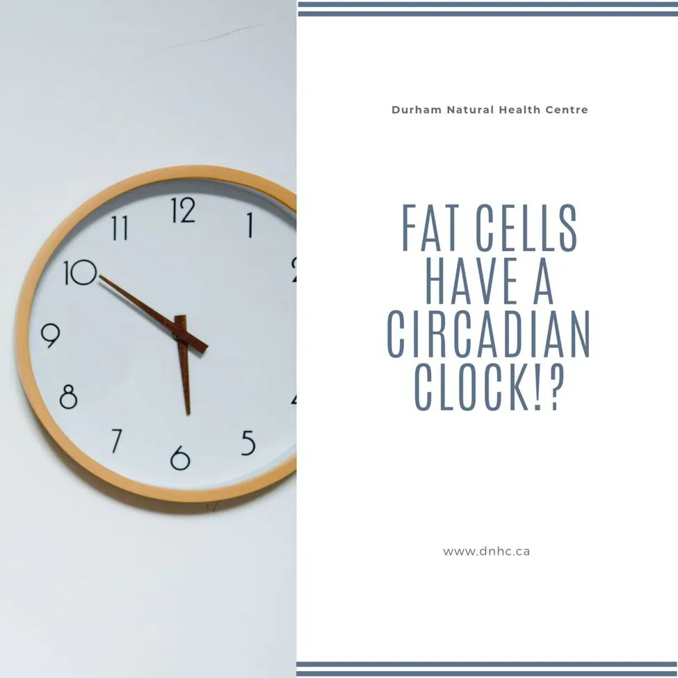The Circadian Clock of Fat Cells
