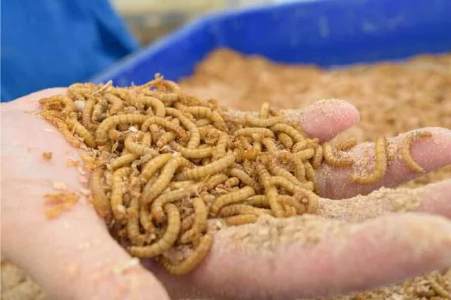 Live Mealworms – Tenebri