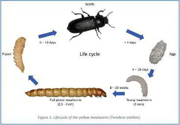 Darkling Acres Canada-mealworm life