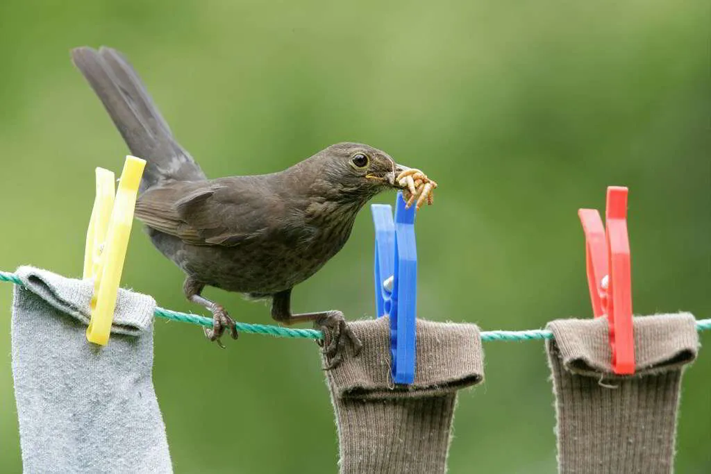 Mealworms 