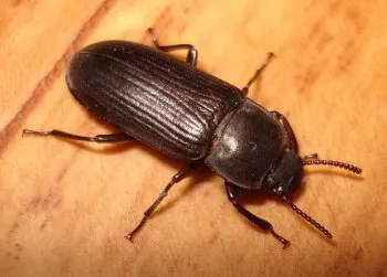 Darkling Beetles