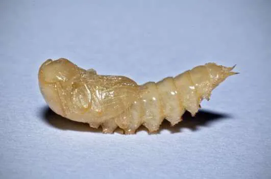 Pupae