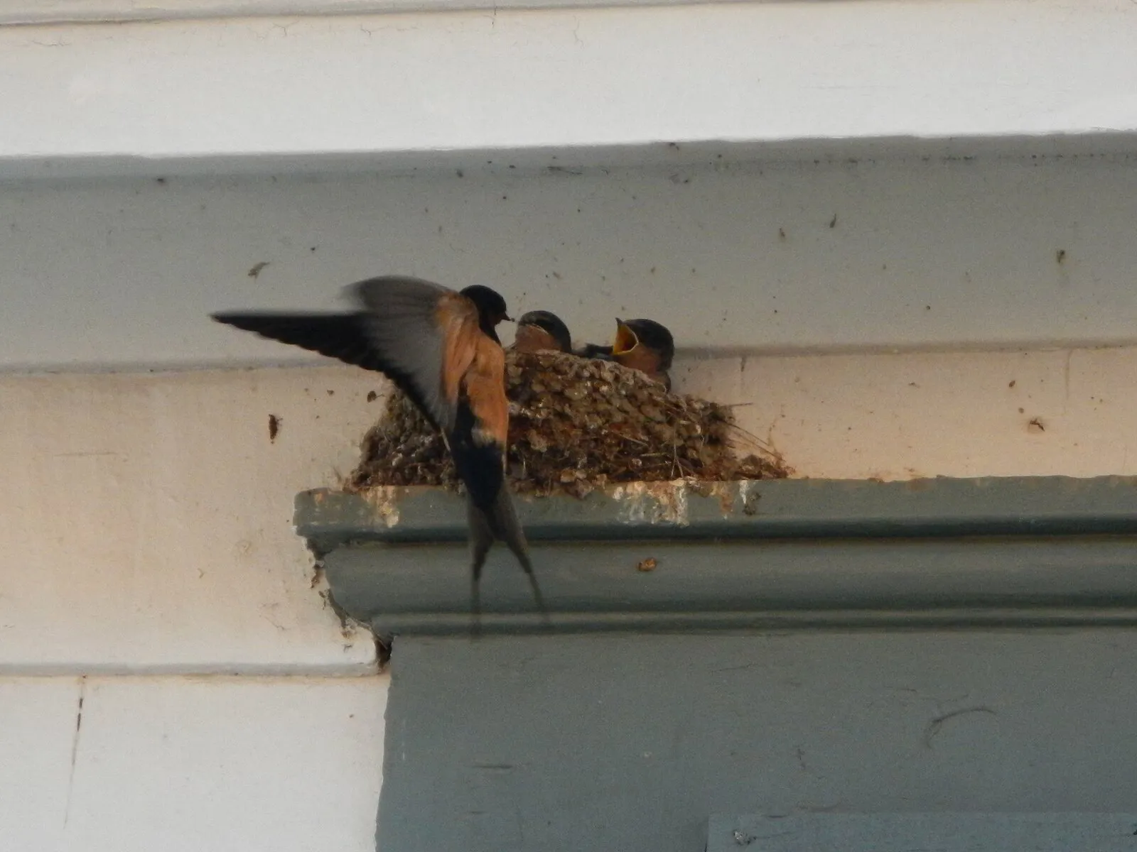 Bird Traps - Humane Live Capture Bird Traps