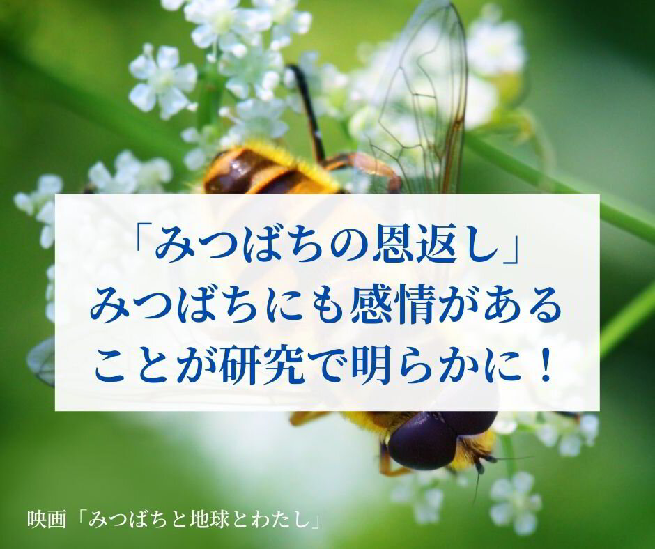 みつばちの恩返し みつばちにも感情があることが研究で明らかに ー