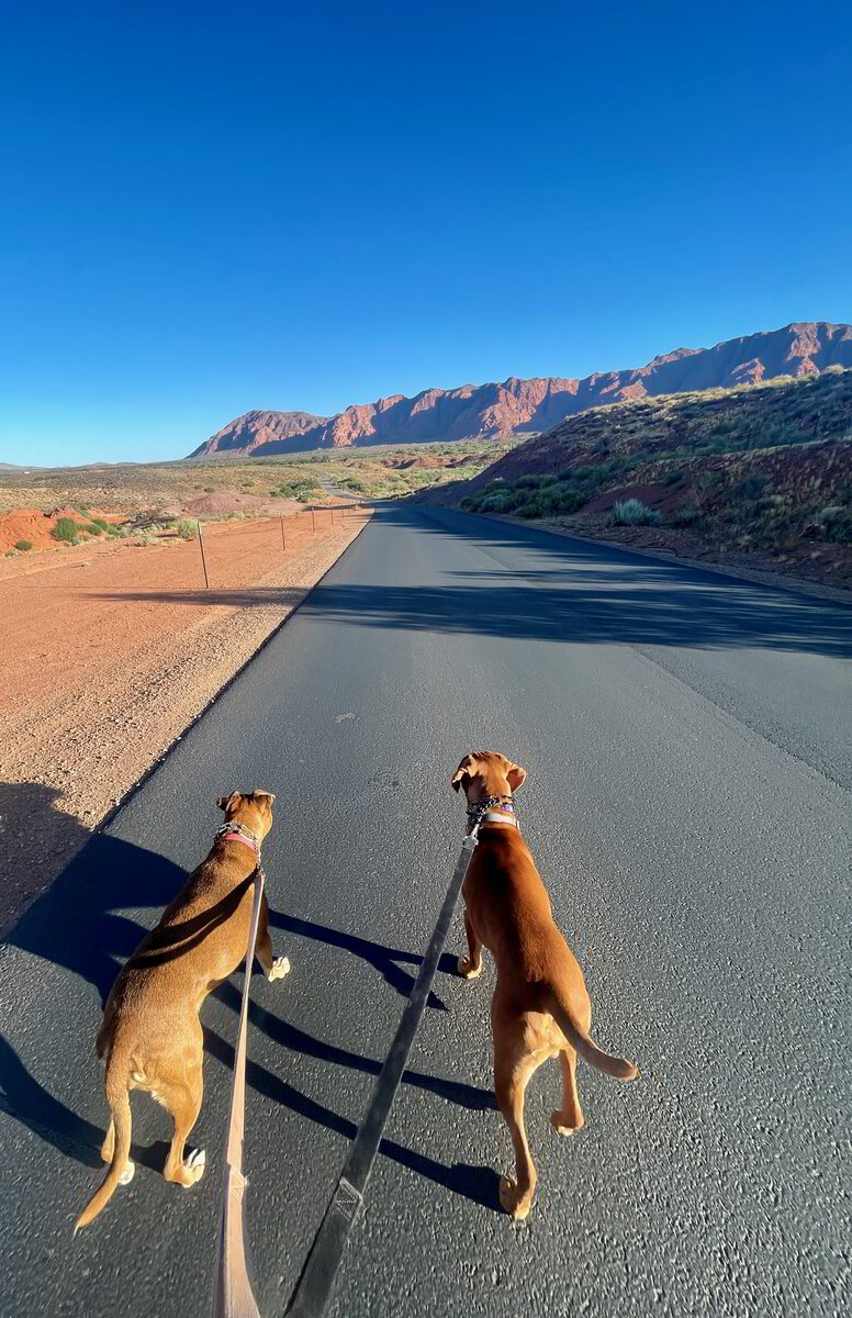 Red Mountain Pet Sitting - Image 1