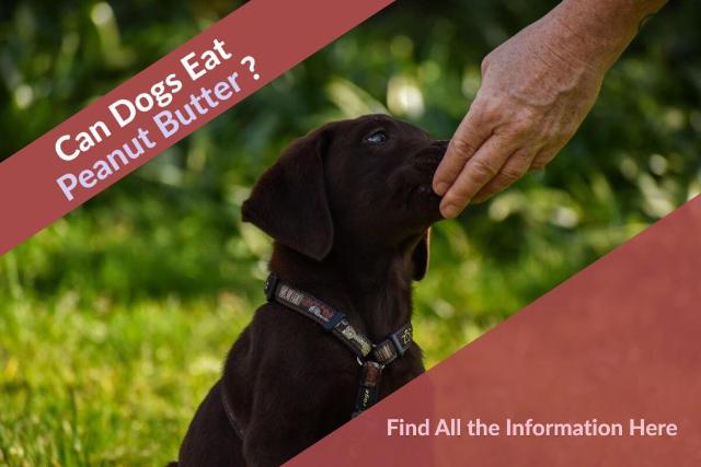 what kind of peanut butter is safe for dogs