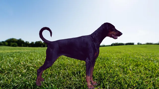 Koninklijke Belgische Dobermann Club - dobermann info