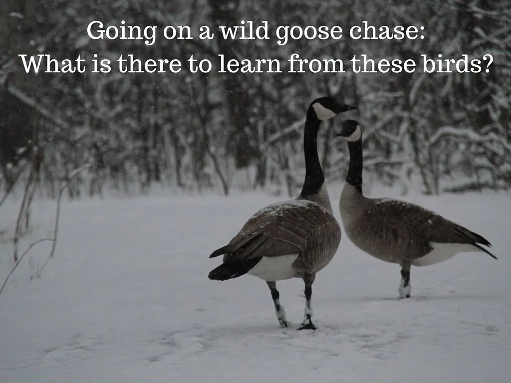 Going on a Wild Goose Chase