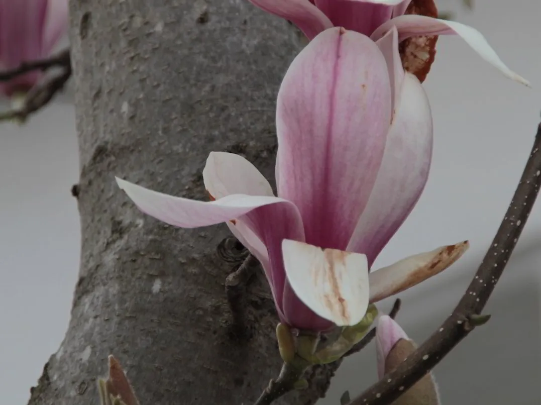 When Magnolias Bloom