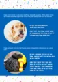 What to Consider Before Buying a Dog Toy