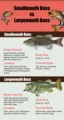 Smallmouth Bass vs Largemouth Bass