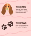 Interesting Facts About Dogs