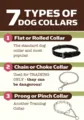 7 Types of Dog Collars