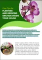 Care Tips for Planting And Growing Orchids Inside Your House