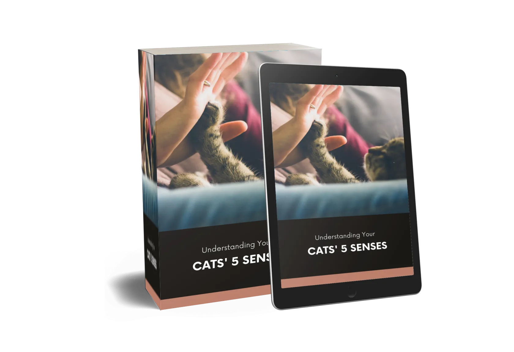 Understanding Your Cats' 5 Senses