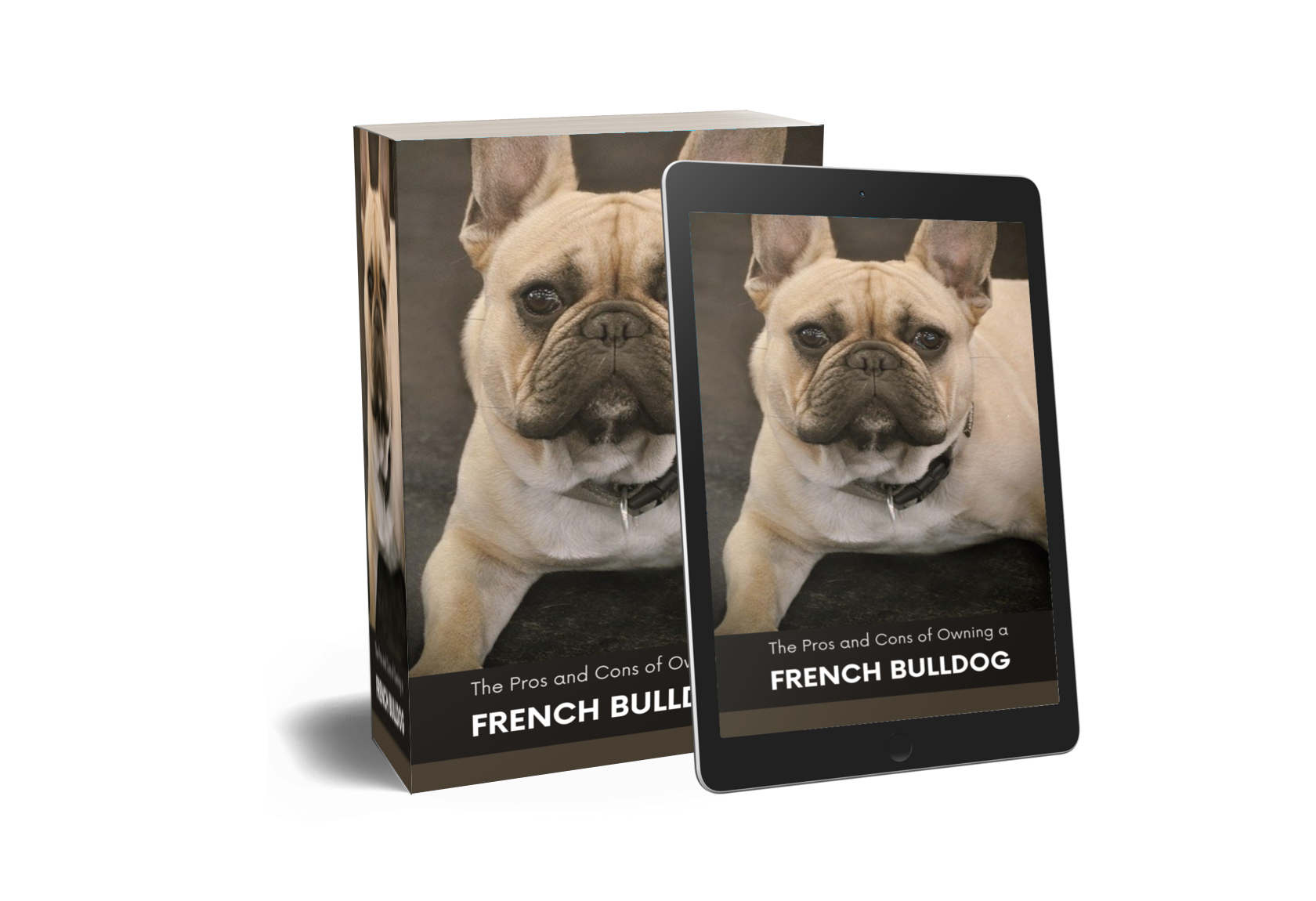 training-your-french-bulldog-in-socialization