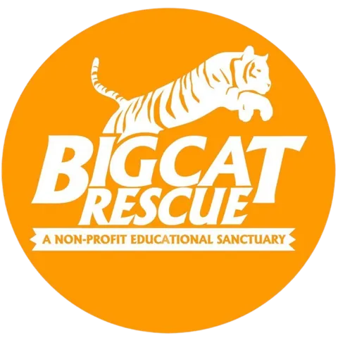 Sauvetage de gros chat