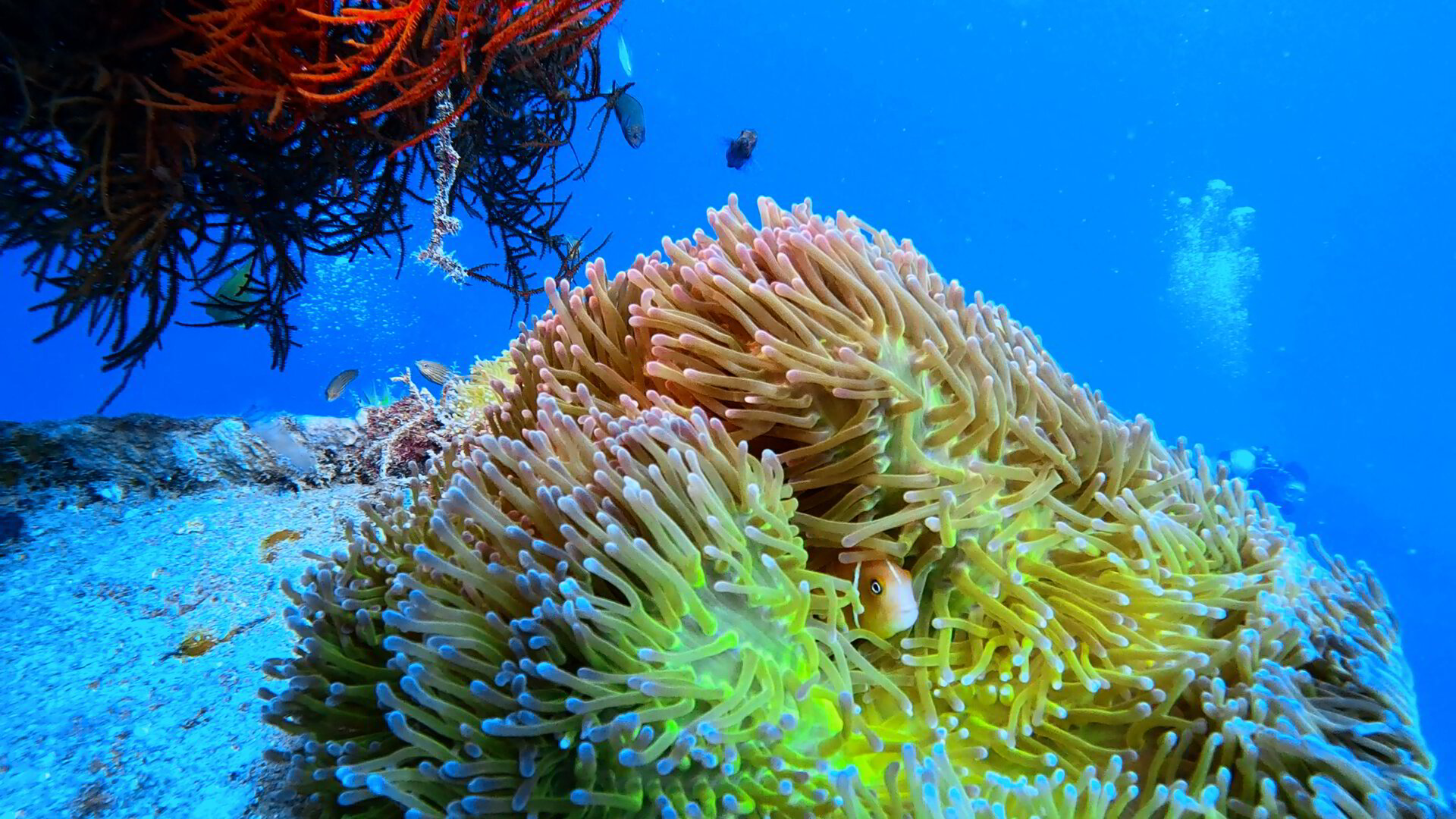 Discover Our Dive Sites - Subsurface Fiji | PADI 5-Star Dive Center