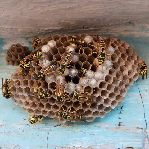 Warm Weather & Wasp Season