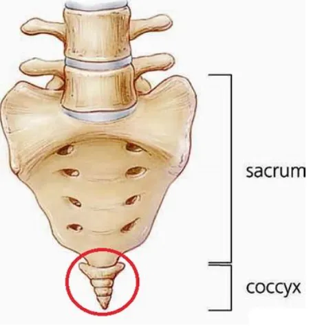 Coccygodynie : soulagez votre coccyx par l'Ostéopathie