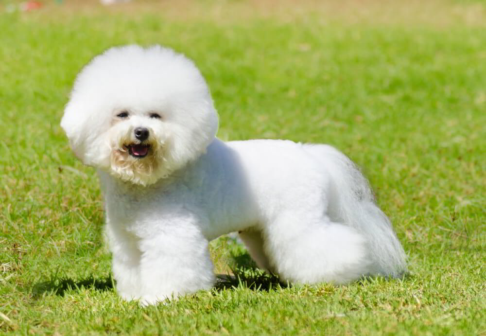 Bichon Frise dog doesn't shed