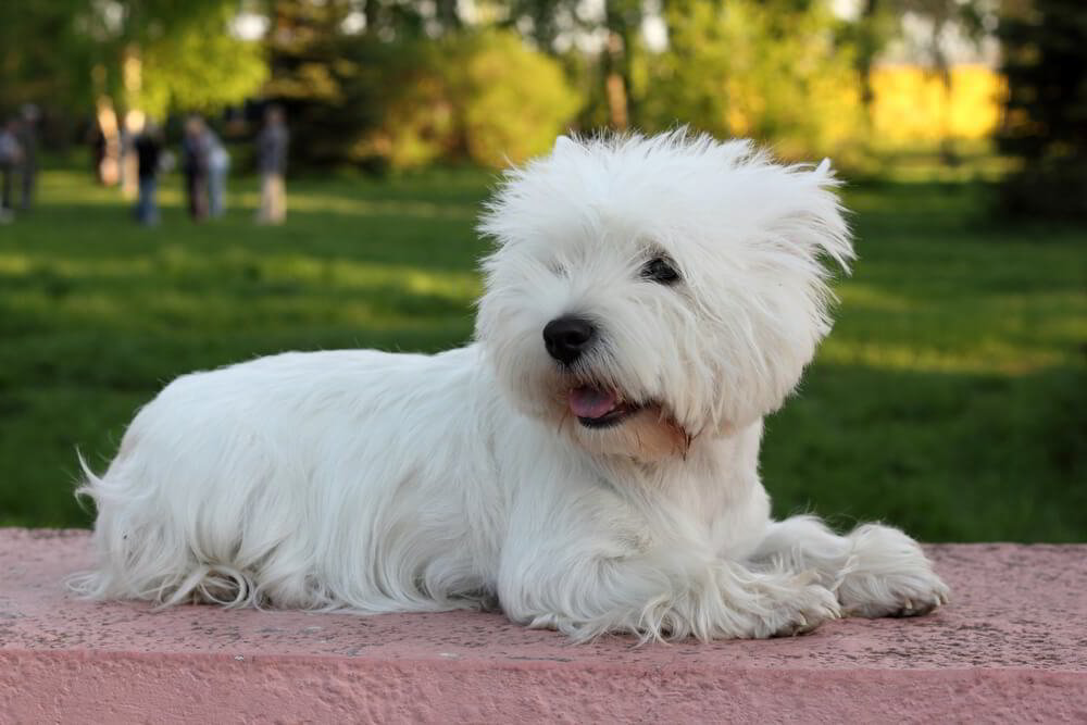 West Highland dog doesn't shed
