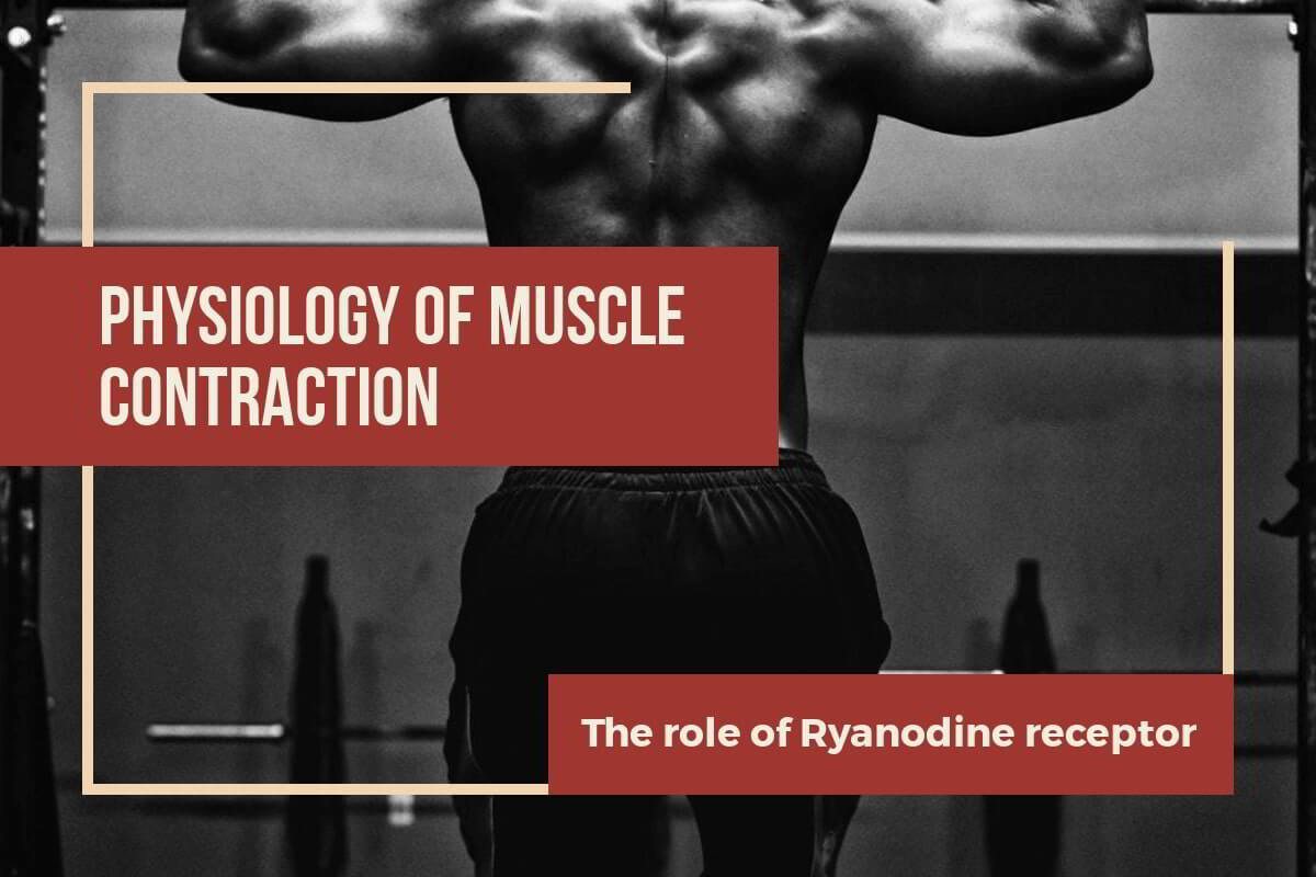 Muscle contraction physiology
