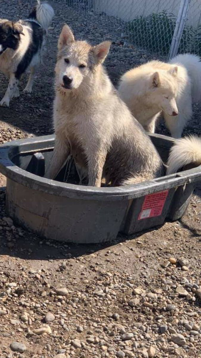 Dog Grooming Fairbanks