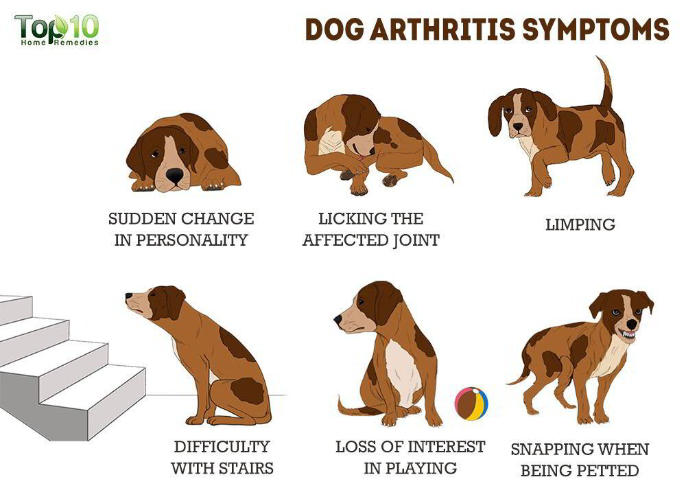 Arthritis in dogs