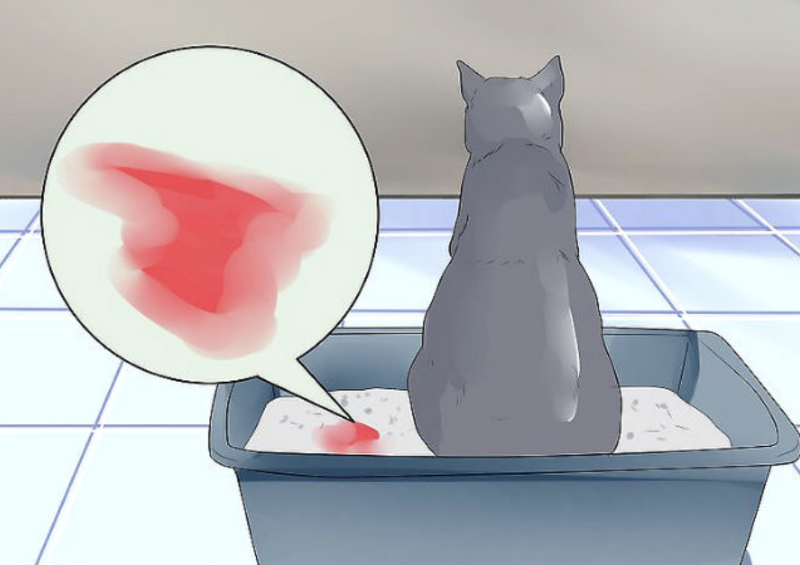 Кот писает кровью причины. Мочекаменная болезнь у кота. Кошачий мочевой пузырь.