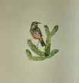 "Cactus Wren's Cholla" from Tiny Treasures Collection