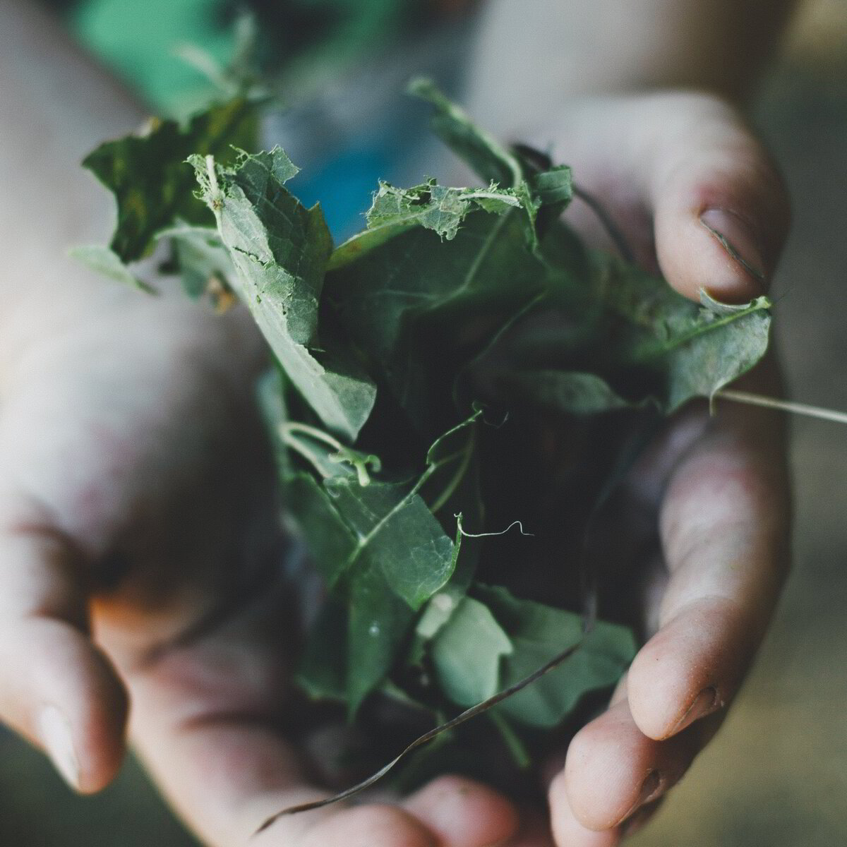 The Potential of a Leaf - Journey into Nature