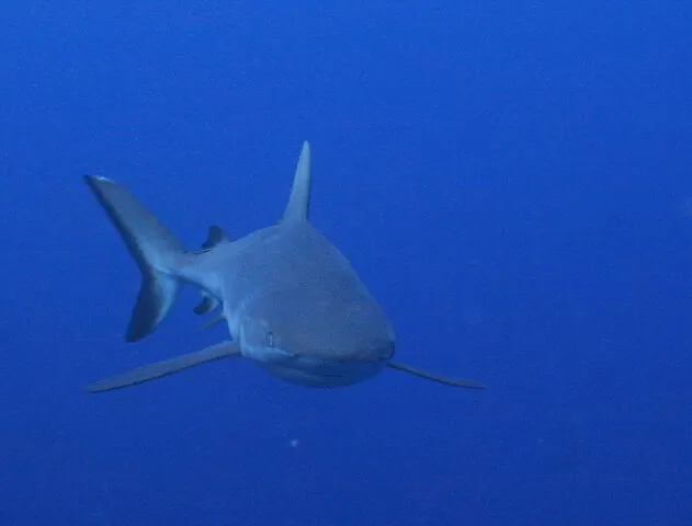 Grey Reef shark