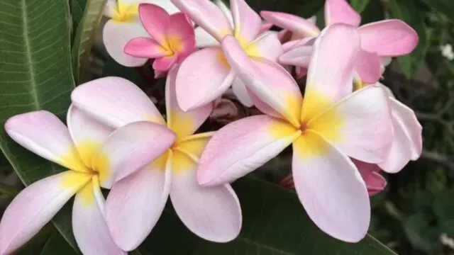 plumeria hawaii retreat