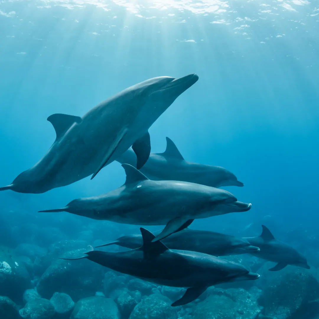 Dolphins swimming