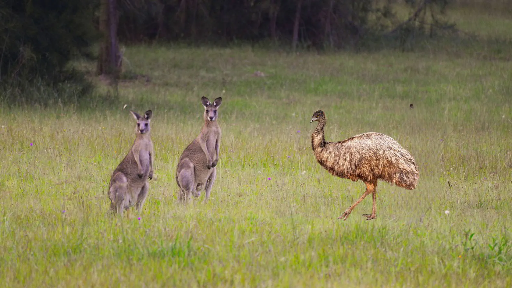 Kangaroos and Emus  