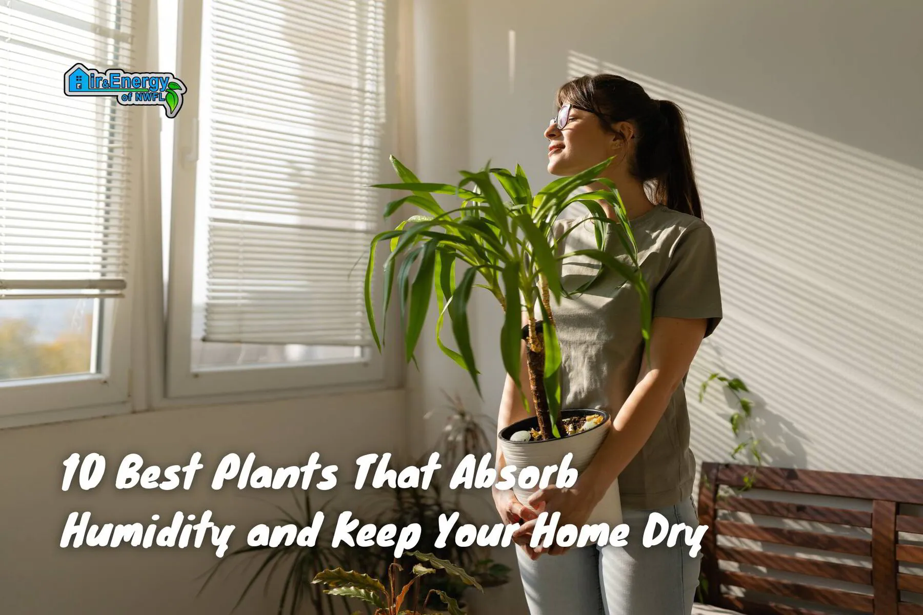 10 Best Plants That Absorb Humidity and Keep Your Home Dry | Air &amp; Energy of NWFL