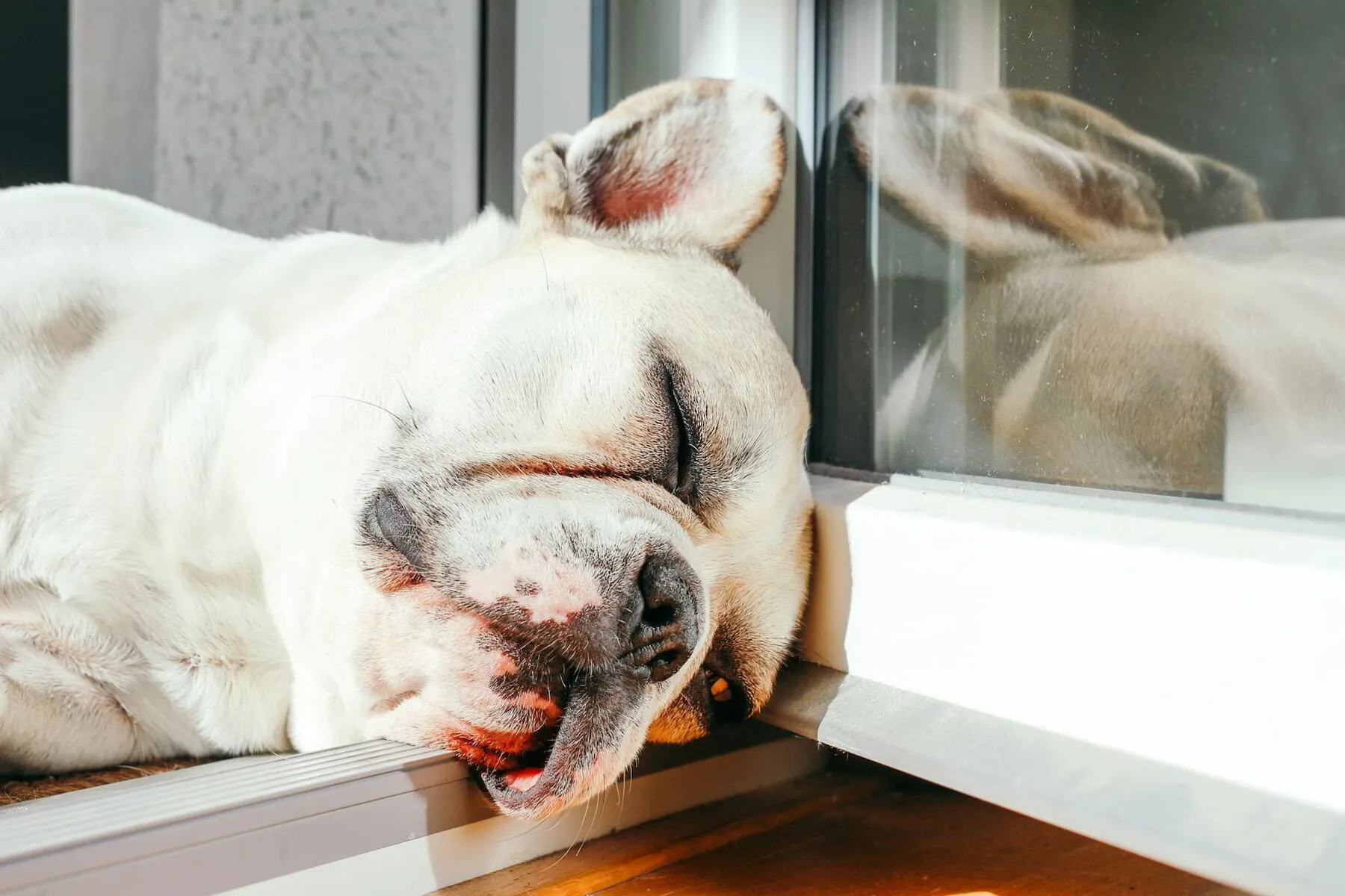 dog asleep near a window