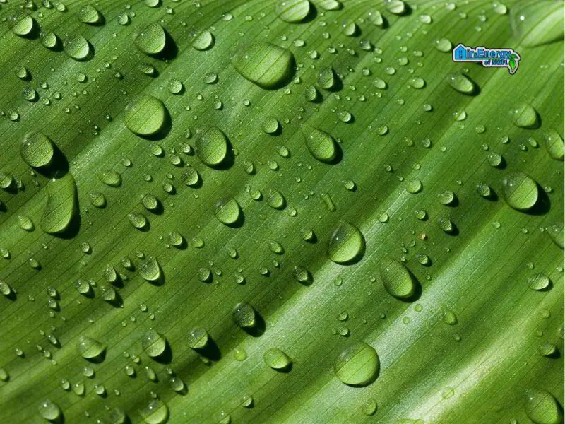 moisture on a plant leaf