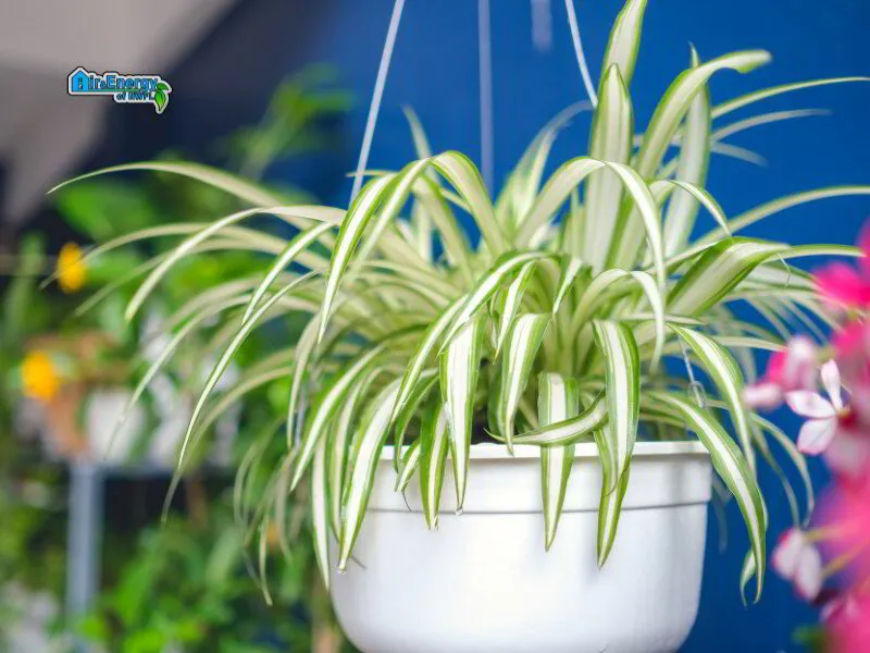 spider plant