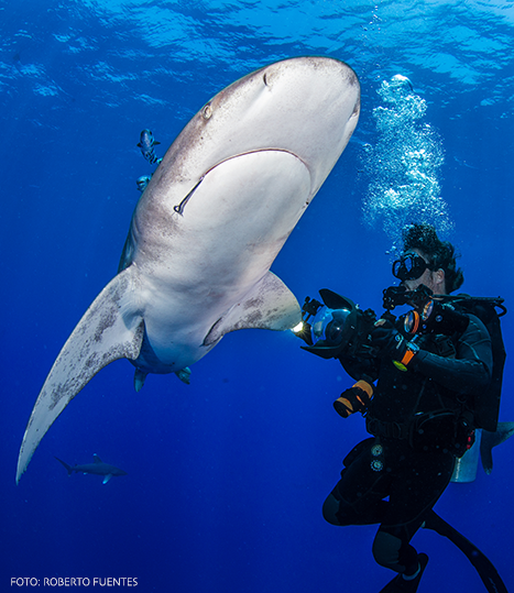 Dive Encounter Agencia De Viajes E