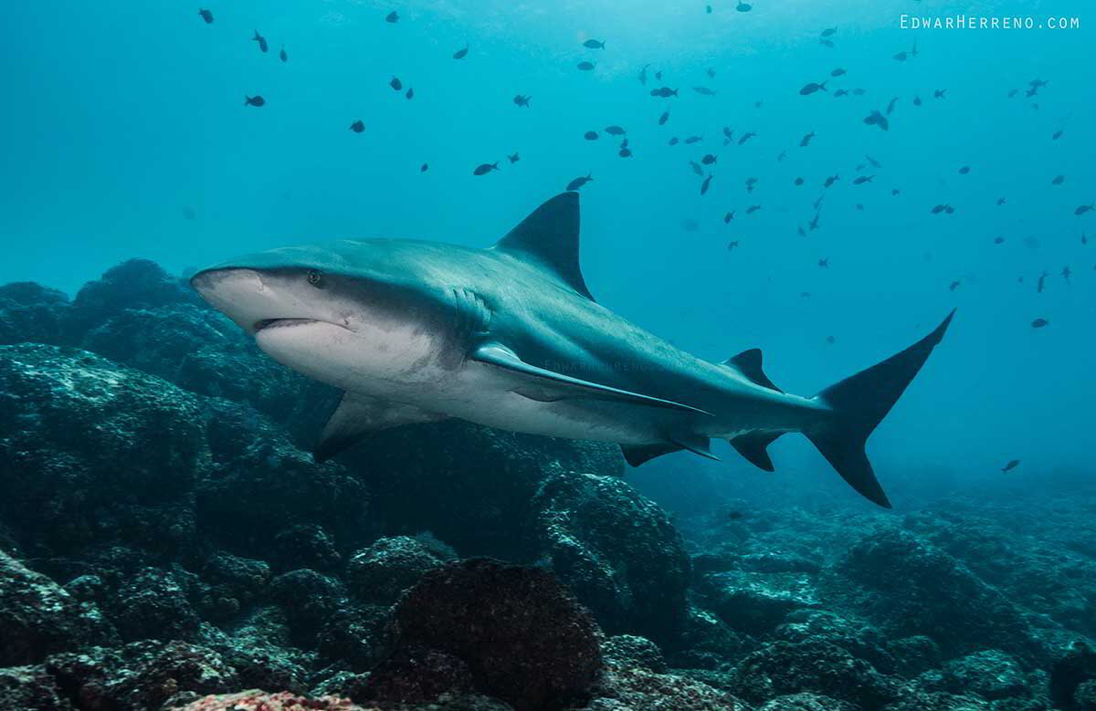 El buceo en las islas Murciélago.