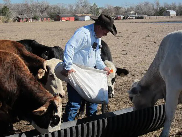 Texas Cattle Ranching