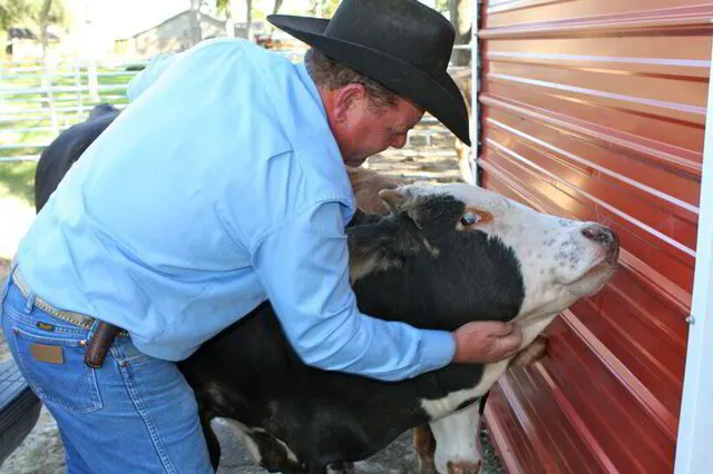 Texas Cattle Ranching