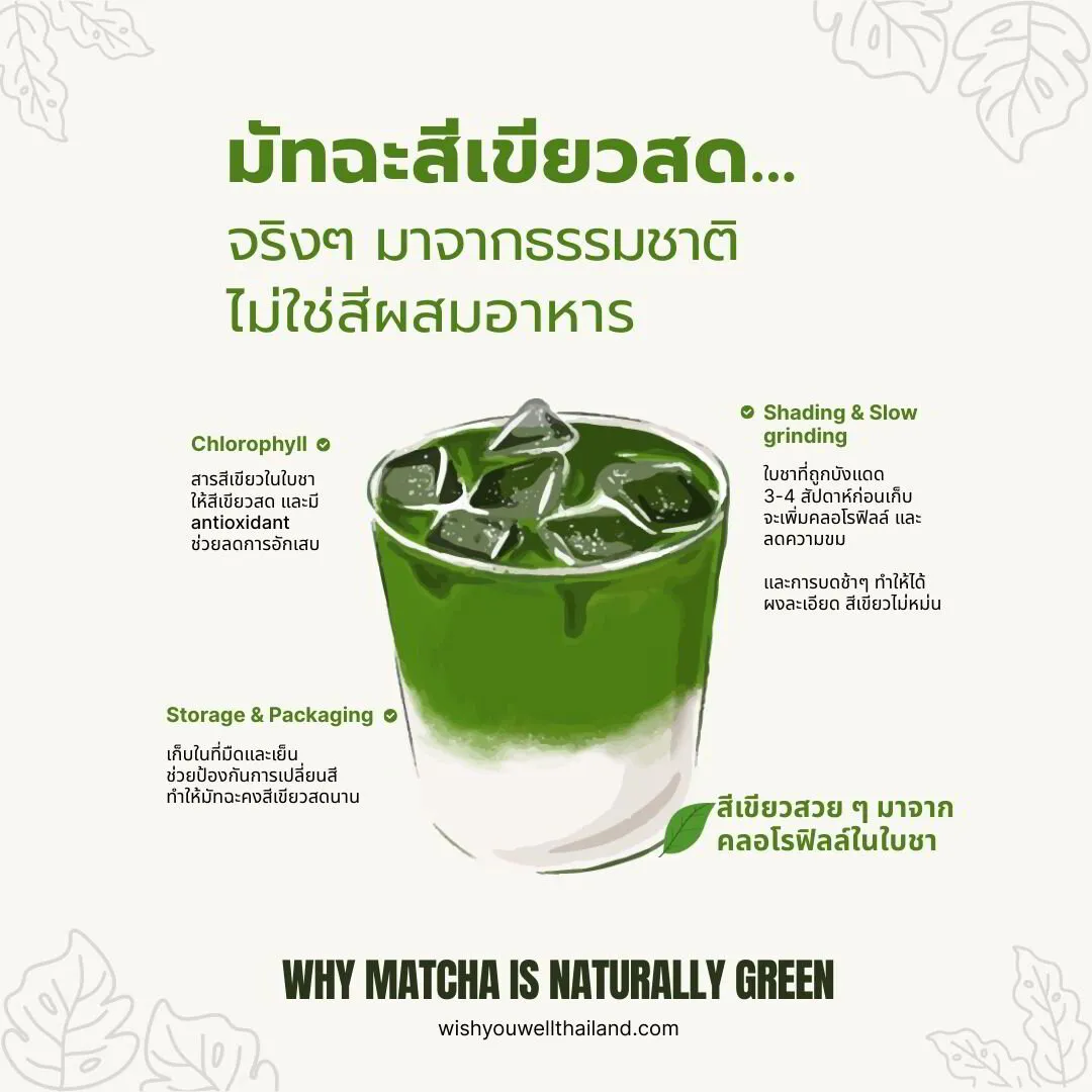 มัทฉะสีเขียวสด มาจากธรรมชาติ ไม่ใช่สีผสมอาหาร