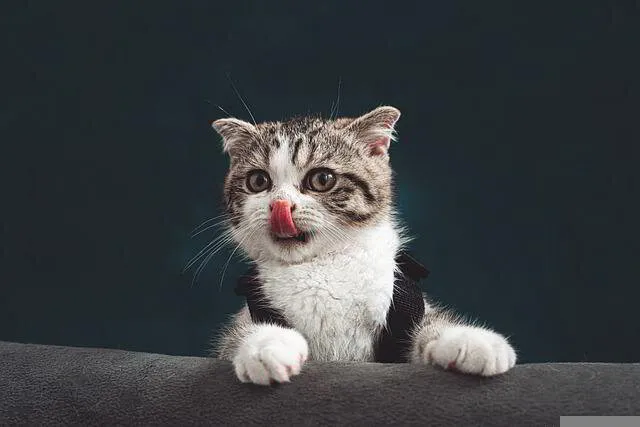 Cute cat licking her lips after having a treat for being good.  