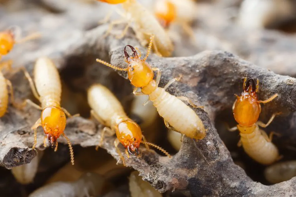 10 Ways to Protect Your Property from Termites - Our Guide