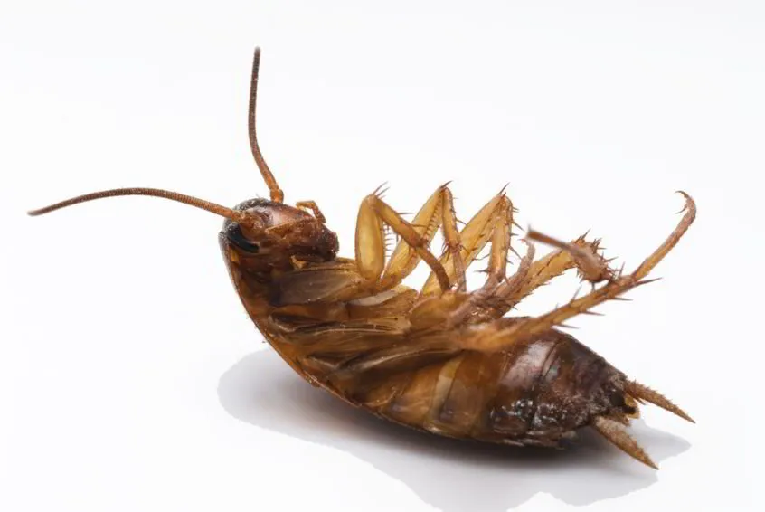 Pest Infestation and Pest Control-What Every Homeowner Should Know